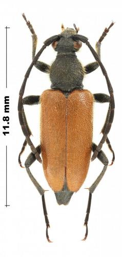 Paracorymbia sp.